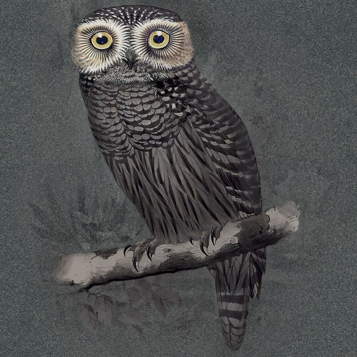 owl | light 6mm